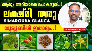 ലക്ഷ്മി തരു (Simarouba Glauca) | അറിയാതെ പോകരുത് ; യുട്യൂബിൽ ഇതാദ്യം | Lakshmi Taru Plant Malayalam