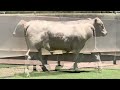 j u0026j cattle co lot 6529 charolais bull