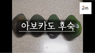 아보카도 후숙 | 왜 딱딱할까?