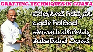 Grafting techniques in guava, ಪೇರಲ/ಸೀಬೆ ಗಿಡಕ್ಕೆ ಕಸಿ ಒಂದೇ ಗಿಡದಿಂದ ಹಲವಾರು ಸಸಿ,