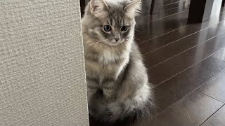 はじめてのストーブに緊張するサイベリアンの子猫が可愛い