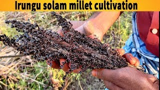 Field Corn Cultivation Techniques | Iron Corn | Tight Corn | irungu solam millet cultivation