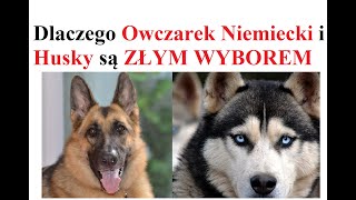 Dlaczego Owczarek Niemiecki i Husky są ZŁYM WYBOREM