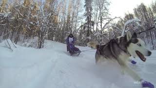 Iditarod 2018 Restart in Willow