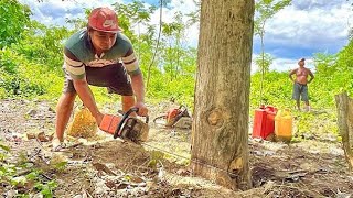 Skill operator diatas rata-rata!!! Tebang kayu jati menggunakan STIHL ms382