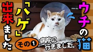 【猫 健康】ウチの猫「ハゲ」出来ました（病院に行きました編）