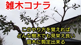 【雑木コナラの剪定】このやり方を覚えれば殆どの庭木は剪定出来る