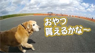 苦手なドッグランとは知らず進むゴールデンレトリーバー　Golden retriever which is weak in a dog run