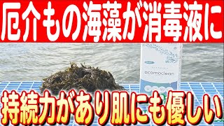 【海藻でウイルス対策】邪魔モクまさかの活用法！ 海の厄介者、アカモクから生まれたアルコール消毒液「アカモクリーン」 　日本財団 海と日本PROJECT in 愛知 2024 #30