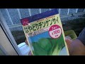 ダイソーの２個１００円の種を蒔いてみた