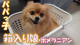 【溺愛犬】めちゃめちゃ嫌われたパパさん💦パパっ子ひなとパパ嫌いコロ助😥籠入り娘でした💧