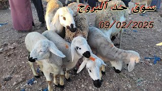 سوق حد البروج بني مسكين اقليم سطات مع اتمنة نعجة ولدة بتاريخ 09/02/2025 🐑🐑