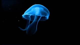jellyfish hologram to clair de lune