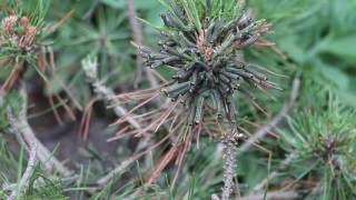 Pine Sawfly Larvae on Mugo Pine - Freaky!