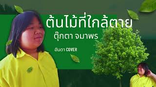 เพลง ต้นไม้ที่ใกล้ตาย - ตุ๊กตา จมาพร เครดิต ดอยแม่สลอง สื่อสังคมออนไลน์ cover by อันดา อันดา