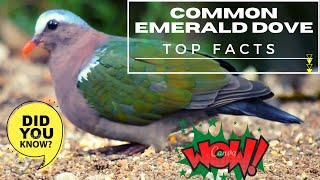 Common Emerald Dove facts 🕊 Asian Emerald Dove 🕊 Grey-capped Emerald Dove 🕊 Tamil Nadu 🦅 🇮🇳