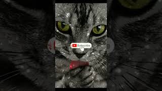 MUSIK UNTUK KUCING STRES #shorts #musicforcats #catvideos