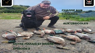 CHASSE AUX CANARS ET AUX LIMICOLES ENTRE MARAIS ET BRIÈRE PARTIE 3