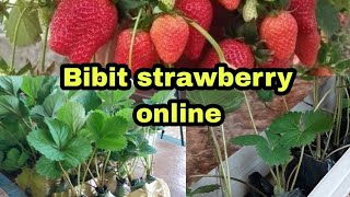 CARA MENANGANI BIBIT STRAWBERRY  YG DI BELI ONLINE, @nisaauli833