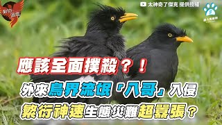 【外來鳥界流氓「八哥」入侵 繁衍神速生態災難超囂張？】｜@Amazing.Jack.