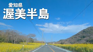 [車載動画 ドライブ] 愛知県渥美半島は菜の花を見ながらドライブ出来ます