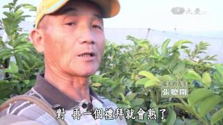 【草根菩提】20151109 - 開枝散葉