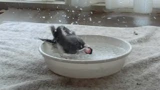 桜文鳥ほーちゃんの豪快な水浴び２ パラパラ文鳥動画Java Finch