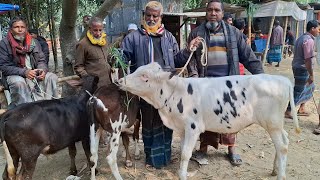 আজ ৪ ফেব্রুয়ারী 2025' খামার উপযোগী ফ্রিজিয়ান  ক্রসজাতের ষাঁড় বাছুরের দাম জানুন আফতাবগঞ্জ হাট থেকে