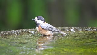 権現山バードサンクチュアリのヤマガラの水浴び　その４１（4K60P動画）