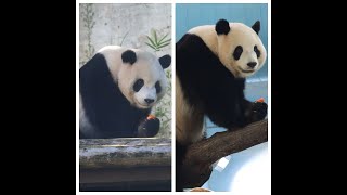 20231102 圓寶從外吃到內 蘿蔔竹葉兩邊給(早餐) Giant Panda Yuan Bao