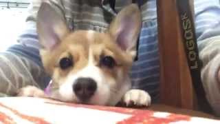 スマホに映る自分に吠える子犬のコーギー Corgi barking yourself