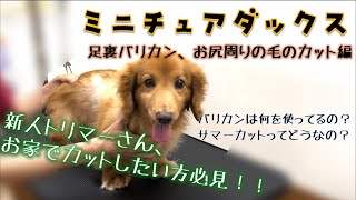 [解説付き] 足裏バリカン、お尻周りの毛をカット！サマーカットってどうなの！？新人トリマーさんや飼い主さん必見です！