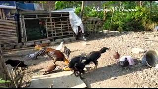 Beternak Ayam Kampung Di Desa