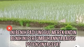 INI NENIH PADI UNGGUL ANDIN PERTUMBUHANNYA BAGUS POTENSINYA CEPAT