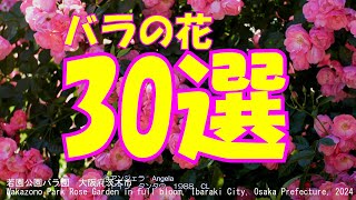 見頃になった！若園公園バラ園　大阪府茨木市　Wakazono Park Rose Garden in full bloom, Ibaraki City, Osaka Japan