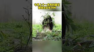 福宝独创式吃竹叶，真的可爱。#大熊猫福宝