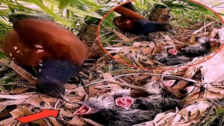 Greater coucal bird brings snails to feed their babies at the nest#baby