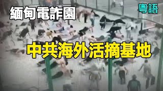 🔥🔥緬甸電詐園黑幕深挖❗中共海外活摘基地❗泰緬助紂為虐❗港人要小心❗