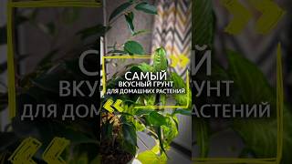 Самый вкусный грунт #грунт #растения #рецепты  #дача #полезныесоветы #удобрение #рассада #цветы