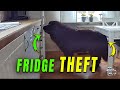 Newfoundland Dog Steals Food from the Fridge