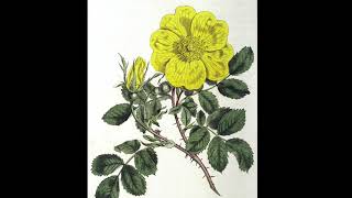 Vintage Botanical Prints - 39 in a series - Rosa lutea from The Botanical Magazine (1797)