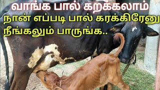 cow milking by hand/பால் கறக்க எளிய முறை