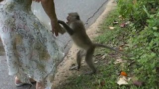 Ко Чанг Обезьяны гопники. The monkey thief. Thailand