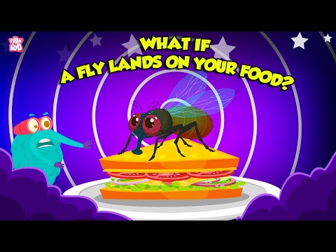 What family do house flies belong to?