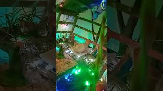 Christmas Crib 2024 | Kuriath | Kattappana | ക്രിസ്തുമസ് പുൽക്കൂട് | Central Videos