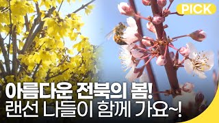 아름다운 전북의 봄, 가볼만한 곳 베스트! | KBS전주