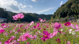 2023/10/10　超絶景です！　秋風に揺れる五郎のコスモス畑　その２　〜愛媛県大洲市〜