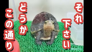 ゴハンを可愛くおねだりしてきた、セマルハコガメに高級バナナをあげてみると・・・