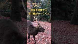 紅葉を堪能する、オス鹿ジャック君。歴戦の雄。🤗　#奈良公園　#奈良の鹿  #deer  #narapark