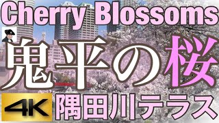 【4K】月島、佃島の桜 長谷川平蔵 さくら満開の石川島人足寄場を歩く 2023 東京のパワースポット　癒しのヒーリングミュージック付き